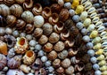 Seashells lined in rows. Royalty Free Stock Photo