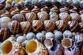 Seashells lined in rows. Royalty Free Stock Photo