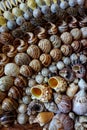 Seashells lined in rows. Royalty Free Stock Photo