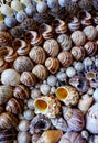 Seashells lined in rows. Royalty Free Stock Photo