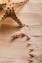 Seashells lying on the beach sand arranged in a composition with starfish. Royalty Free Stock Photo