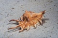 Seashells marine- Lambis scorpius Royalty Free Stock Photo
