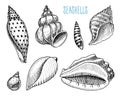 Seashells or mollusca different forms. sea creature. engraved hand drawn in old sketch, vintage style. nautical or Royalty Free Stock Photo