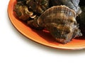 Seashells, Molluscs on a red plate.