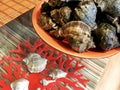 Seashells, Molluscs on a red plate.