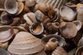 Seashells. Mollusk shells. Seashell background. Texture of the shells. Seashell background. Colorful sea shells as