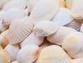 Seashells. Mollusk shells