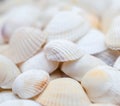 Seashells. Mollusk shells