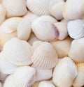 Seashells. Mollusk shells