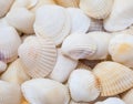 Seashells. Mollusk shells