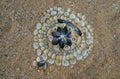 Seashells And Mussels Pattern On A Shell Sand Royalty Free Stock Photo