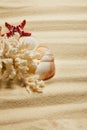 Seashells near white coral and starfish Royalty Free Stock Photo