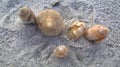 Seashells on the New Smyrna Beach, Florida