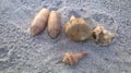 Seashells on the New Smyrna Beach, Florida