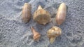 Seashells on the New Smyrna Beach, Florida