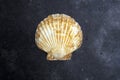 Seashells ocean shell on a dark background. The texture of seashells ocean shell