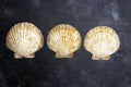 Seashells ocean shell on a dark background. The texture of seashells ocean shell