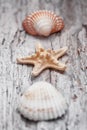 Seashells on the old shabby chic weathered wood