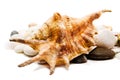 Seashells over stones. Royalty Free Stock Photo