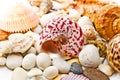 Seashells over stones Royalty Free Stock Photo