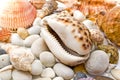 Seashells over stones Royalty Free Stock Photo