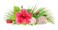 Seashells with palm leaves, hibiscus flower and buds in a holiday arrangement Royalty Free Stock Photo