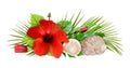 Seashells with palm leaves, red hibiscus flower and buds in a holiday arrangement Royalty Free Stock Photo
