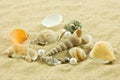 Seashells pearl starfish on sand holiday sea Royalty Free Stock Photo