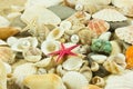 Seashells,pearl, starfish on sand holiday sea Royalty Free Stock Photo