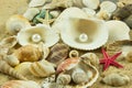 Seashells,pearl starfish on sand holiday sea Royalty Free Stock Photo