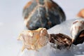 Seashells, and pebbles Royalty Free Stock Photo