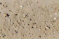 Seashells and pebbles Royalty Free Stock Photo
