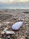 Seashells placed on sand with a view of the sea before dusk Royalty Free Stock Photo