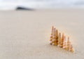 Seashells queuing on the beach