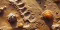 Seashells Resting on Sand and Shell Prints, Seaside Concept Royalty Free Stock Photo