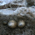 Seashells on the rock