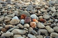 Seashells on rocky beach Royalty Free Stock Photo