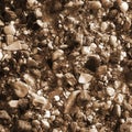 Seashells on the sand background. Close up.