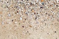 Seashells and sand background. Colorful shells. Beach texture. Royalty Free Stock Photo