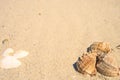 Seashells on a sand background with copy space. Composition with sea shells on sand. Royalty Free Stock Photo