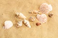 Seashells on a sand background with copy space