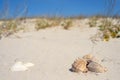 Seashells on a sand background with copy space Royalty Free Stock Photo