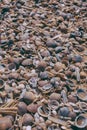 Seashells on sand background. Macro view of many different seashells as background. Seashells piled together at the seashore. Royalty Free Stock Photo