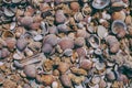 Seashells on sand background. Macro view of many different seashells as background. Seashells piled together at the seashore. Royalty Free Stock Photo
