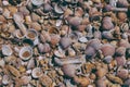 Seashells on sand background. Macro view of many different seashells as background. Seashells piled together at the seashore. Royalty Free Stock Photo