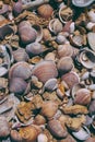 Seashells on sand background. Macro view of many different seashells as background. Seashells piled together at the seashore. Royalty Free Stock Photo