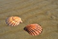 Seashells sand beach shoreline Sea of Cortez Baja, Mexico Royalty Free Stock Photo