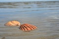 Seashells sand beach shoreline Sea of Cortez Baja, Mexico Royalty Free Stock Photo