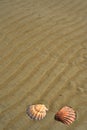 Seashells sand beach shoreline Sea of Cortez Baja, Mexico Royalty Free Stock Photo