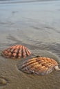 Seashells sand beach shoreline Sea of Cortez Baja, Mexico Royalty Free Stock Photo